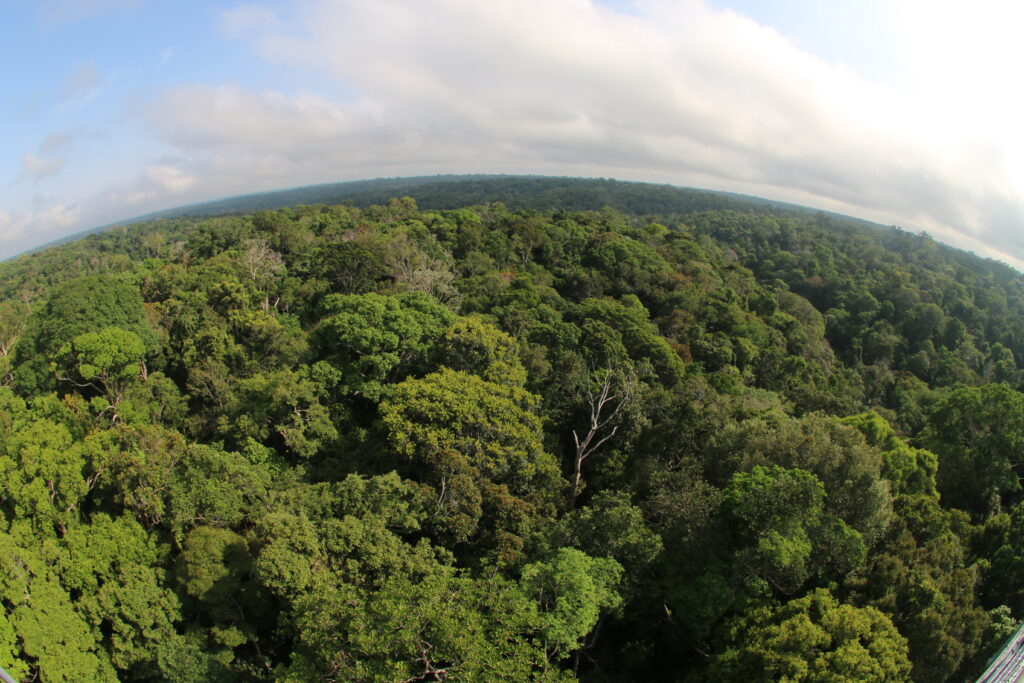 Desmatamento no Amazonas tem maior queda do ano em novembro, aponta Imazon 2 01 Floresta Sema 1 1024x683 1