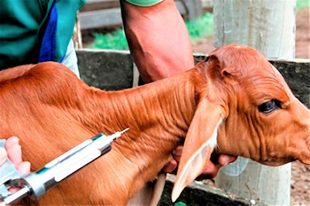 Adaf alerta produtores sobre o início da vacinação contra a brucelose 2 ADAF1 Campanha de Vacinacao deve ir ate dia 31 de maio
