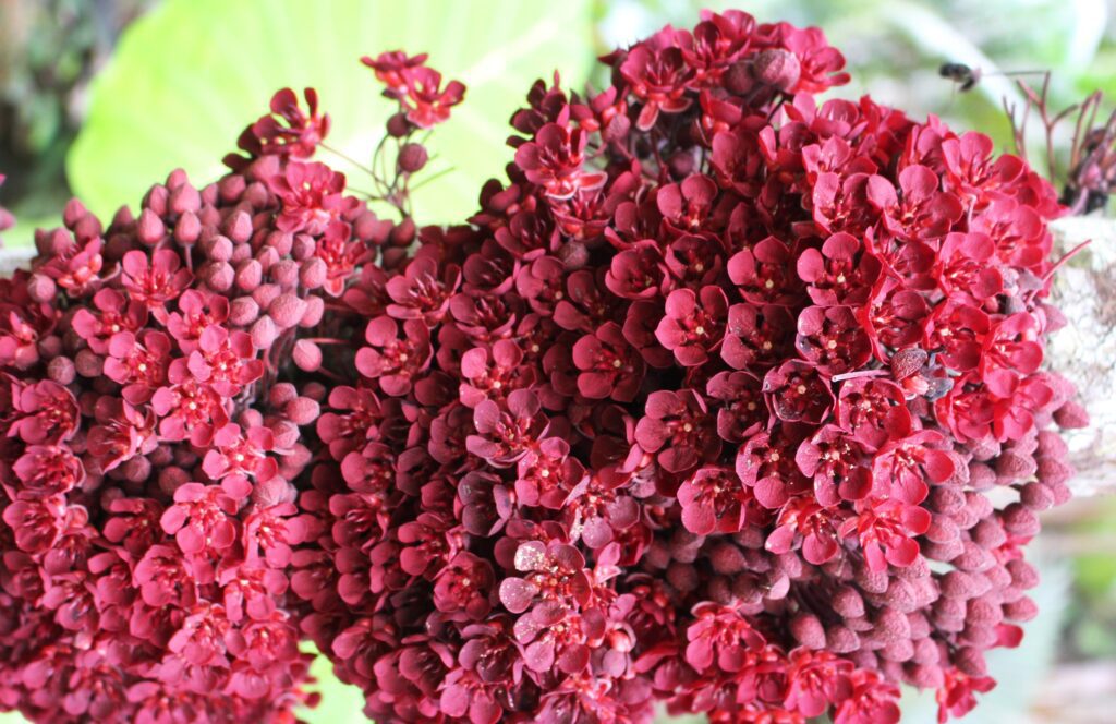 Em Manaus, pesquisa analisa perfis químicos de Plantas Não Convencionais para chás e fermentados 2 FAPEAM FOTOS Dra Jaqueline de Araujo Bezerra cacaui 1 1024x664 1