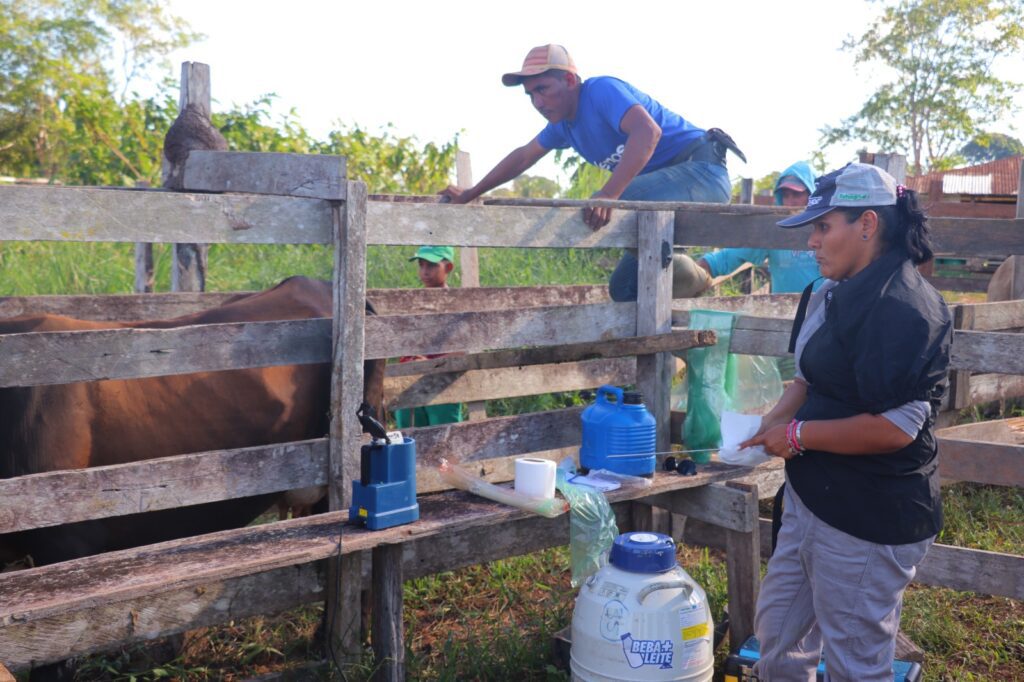 Idam anuncia inscrições para projeto de inseminação de bovinos em Itacoatiara 2 Idam 1 Bovinos 1024x682 1