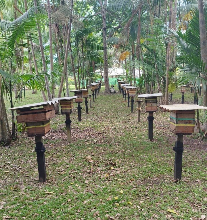 Meliponicultores do Amazonas têm até 2025 para regularizarem planteis 2 Idam Meliponicultores do Amazonas Divulgacao Idam2