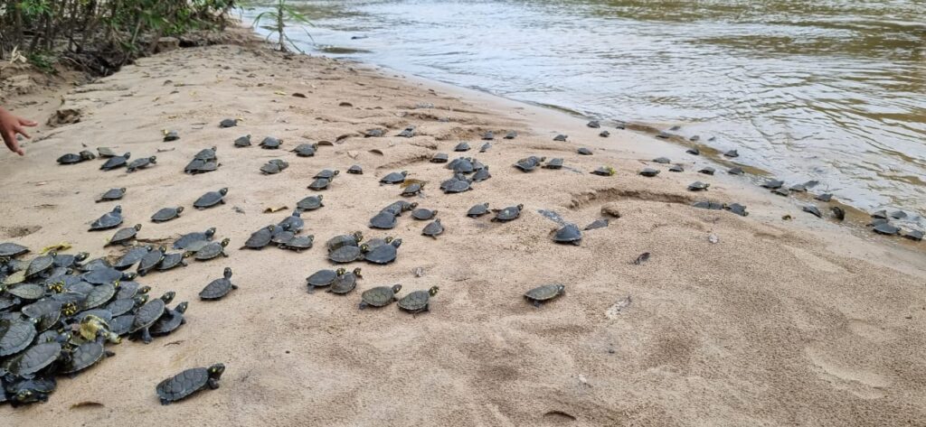 População de quelônios soltos na Reserva Extrativista do Rio Gregório aumenta 99%, em seis anos 3 Sema 01 Projeto da Sema garante aumento da populacao de quelonios na Resex Rio Gregorio Walben Junior 1024x473 1