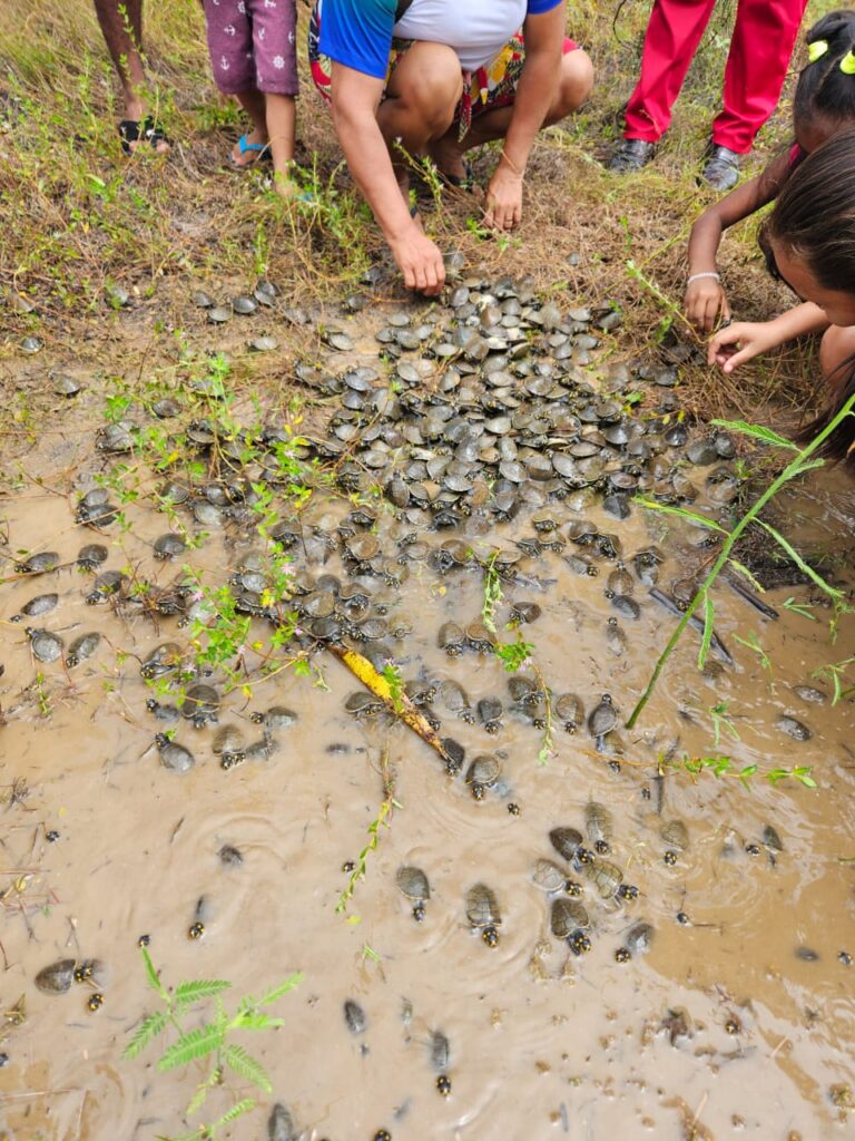 Em trabalho comunitário, mais de 800 filhotes de quelônios são devolvidos à natureza na RDS Rio Madeira 2 Sema 04 Soltura RDS Rio Madeira 768x1024 1