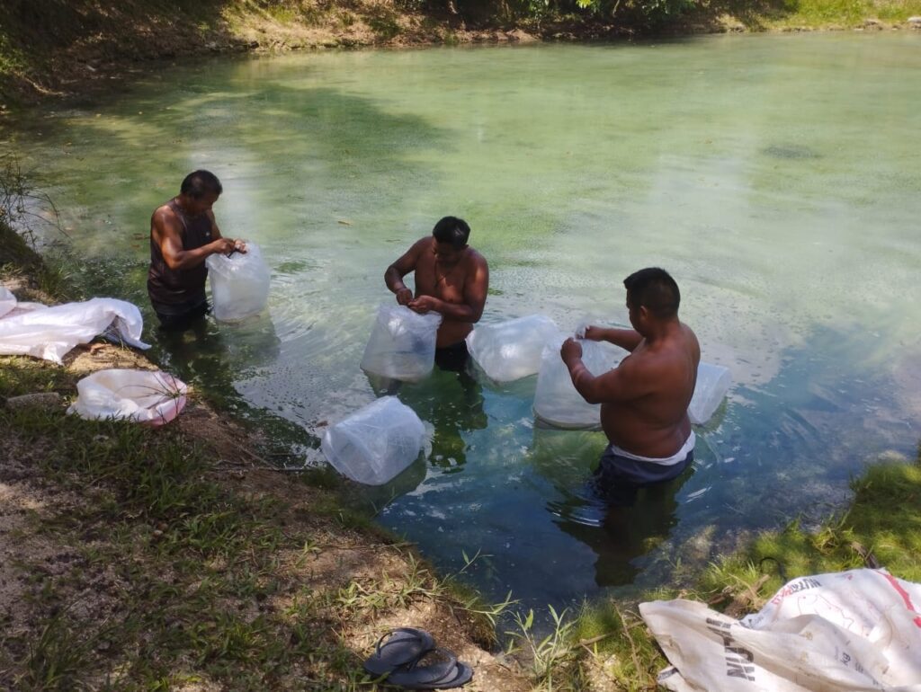 Edital do PAA Indígena no Amazonas prevê inscrições até o dia 20 de janeiro 2 Sepror PAA Indigena 1 1024x770 1