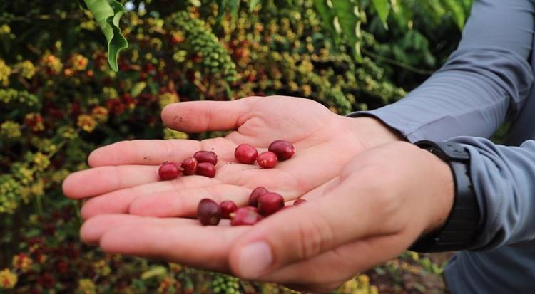 Idam abre inscrições para curso de “Tecnologia de Manejo para o Café Robustas Amazônica” 2 Cultura do Cafe Idam 2