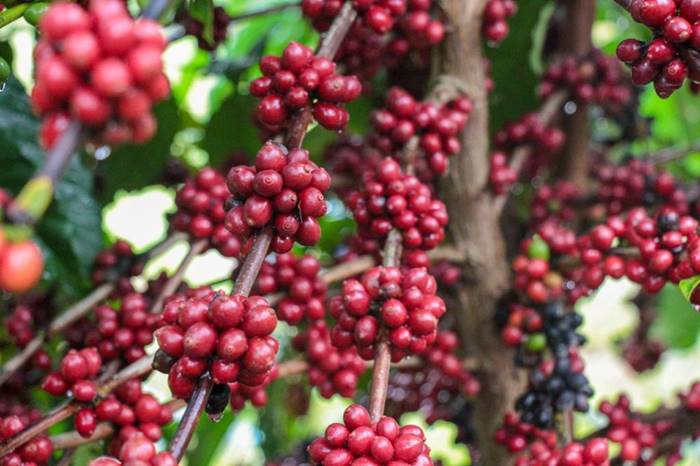 Idam abre inscrições para curso de “Tecnologia de Manejo para o Café Robustas Amazônica” 3 Cultura do Cafe Idam