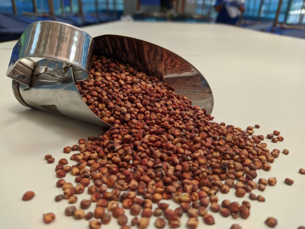 Pesquisa apoiada pelo Governo do Amazonas aponta alternativa econômica no controle de parasitas em tambaquis 2 FAPEAM Sorgo fonte tanifera FOTO ACERVO DA PESQUISADORA 1 1024x768 1