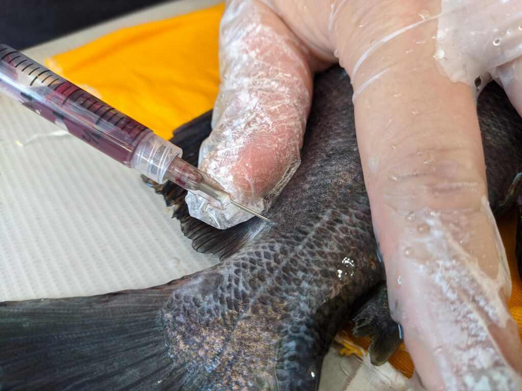 Pesquisa apoiada pelo Governo do Amazonas aponta alternativa econômica no controle de parasitas em tambaquis 3 FAPEAM Coleta de sangue FOTO ACERVO DA PESQUISADORA 3 1024x768 1