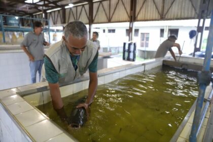FOTO Emerson Martins Sepror Producao de peixes em Balbina Matriz de tambaqui 1 1024x683 1