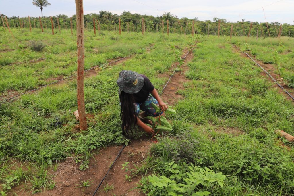 Sistema de irrigação contribui para a produção de maracujá e mamão em Iranduba 5 Foto Isaac Maia Sepror Producao Rural de Iranduba 03 1024x682 1