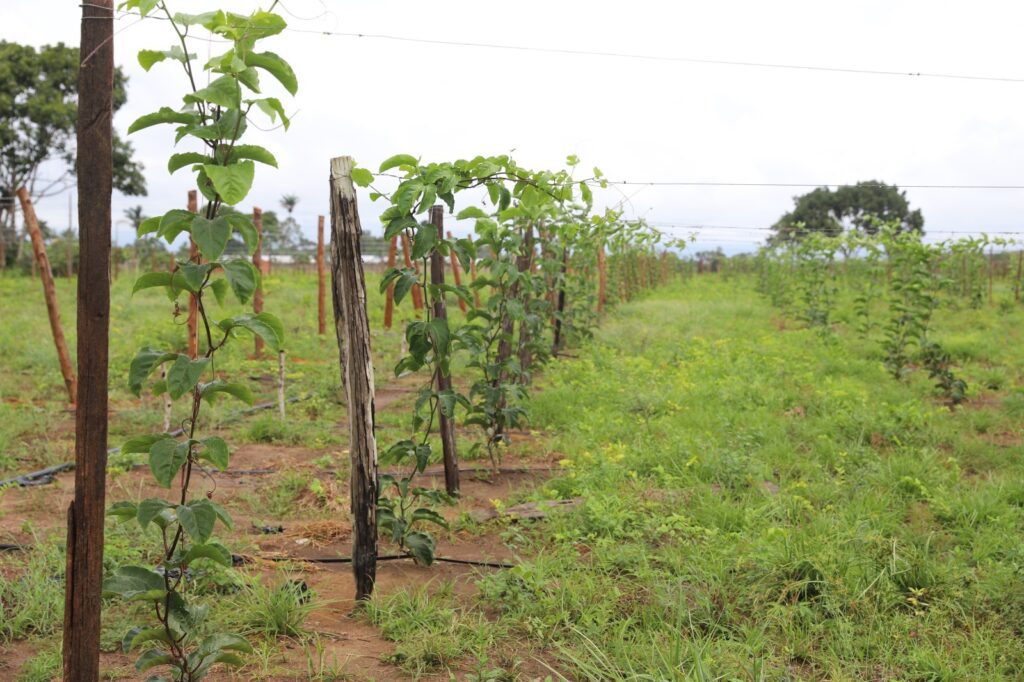 Sistema de irrigação contribui para a produção de maracujá e mamão em Iranduba 4 Foto Isaac Maia Sepror Producao Rural de Iranduba 04 1024x682 1