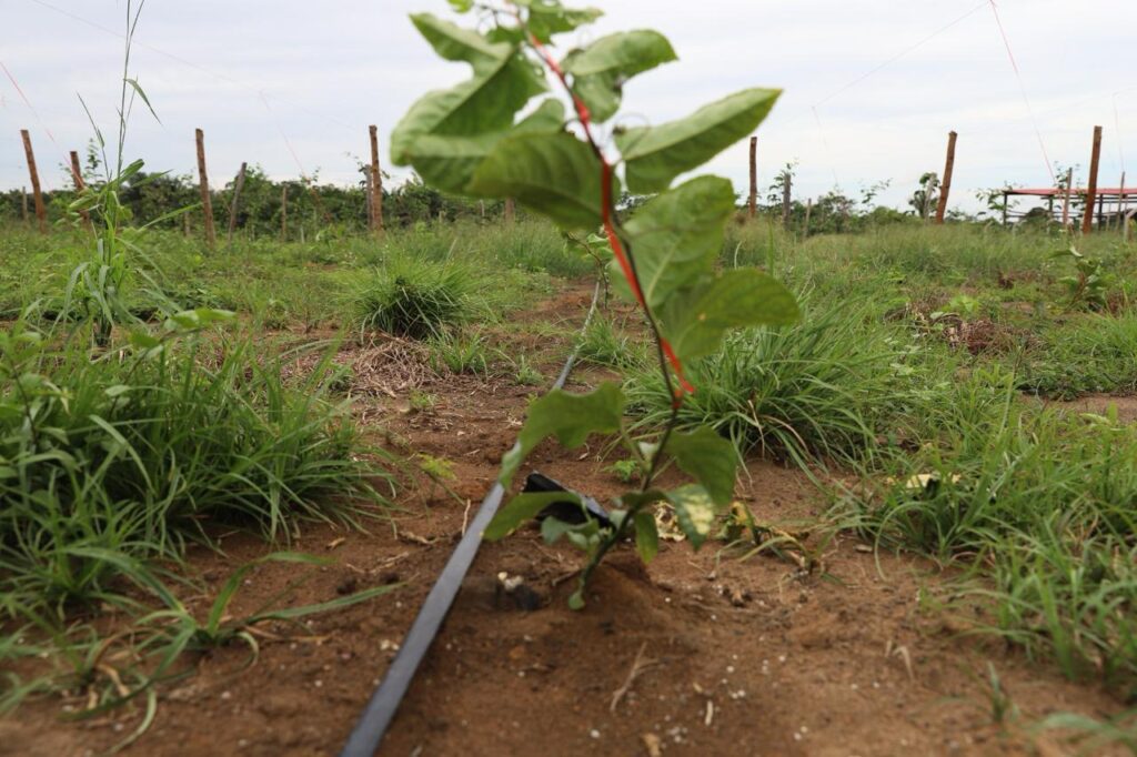 Sistema de irrigação contribui para a produção de maracujá e mamão em Iranduba 7 Foto Isaac Maia Sepror Producao Rural de Iranduba 05 1024x682 1
