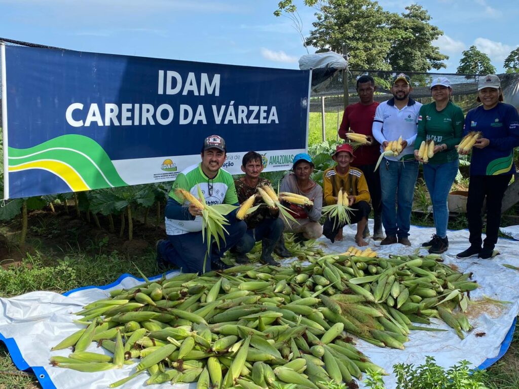 Idam atua na colheita de 696 quilos de milho em Careiro da Várzea 3 Idam fomenta producao de milho verde e feijao caupi Producao de milho verde Divulgacao Idam 1024x768 1
