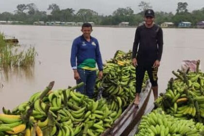 Idam orienta agricultores familiares com relacao a Sigatoka Negra Divulgacao Idam
