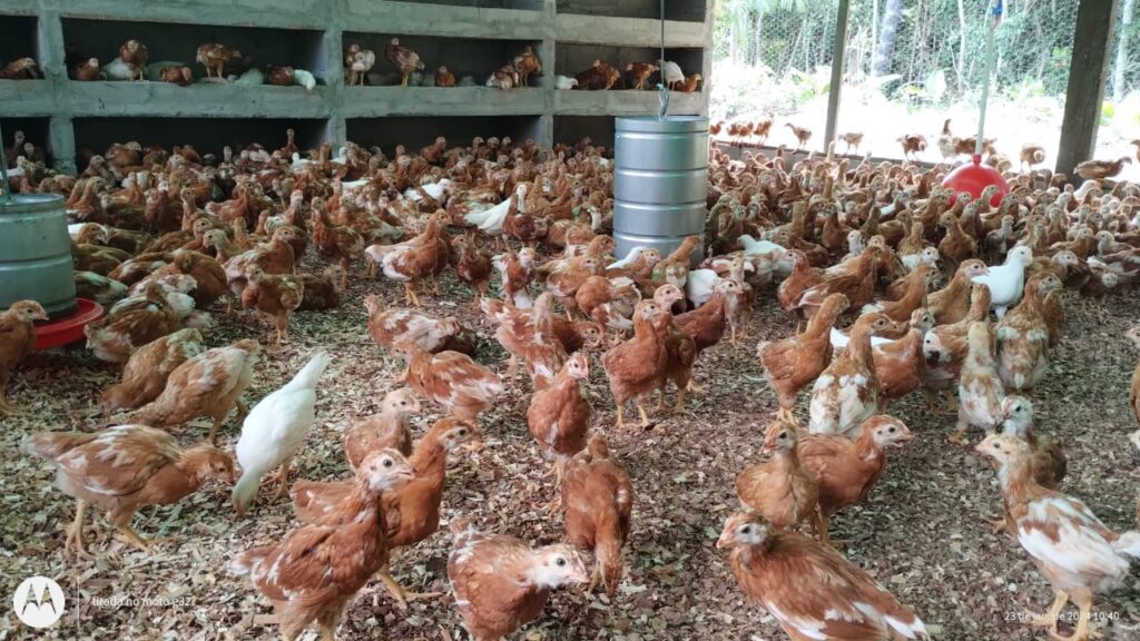 Em Santa Isabel do Rio Negro, Idam vacina 900 aves contra coriza infecciosa 2 Idam Acao Vacinacao SIRN Divulgacao 2 1024x576 1
