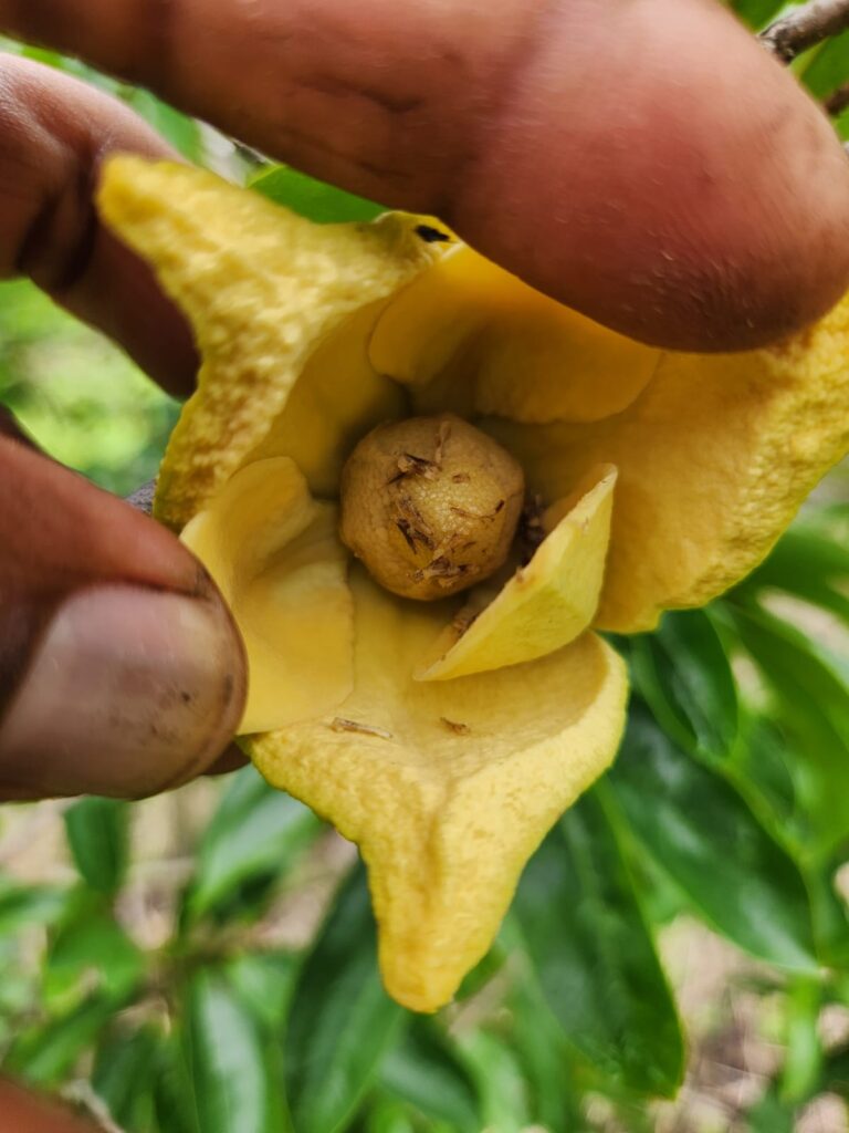 Manaquiri: plantação de graviola recebe polinização artificial realizada pelo Idam 2 Idam Polinizacao artificial de Graviola em Manaquiri Fotos Divulgacao 1 768x1024 1