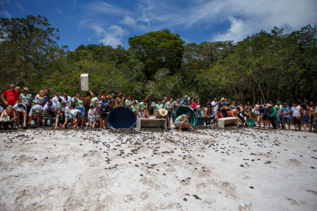 Mais de 25 mil filhotes de quelônios são devolvidos à natureza na RDS do Uatumã 2 Sema 01 22a Soltura de Quelonios da RDS do Uatuma Foto Lucas Silva Amazonastur 1024x682 1
