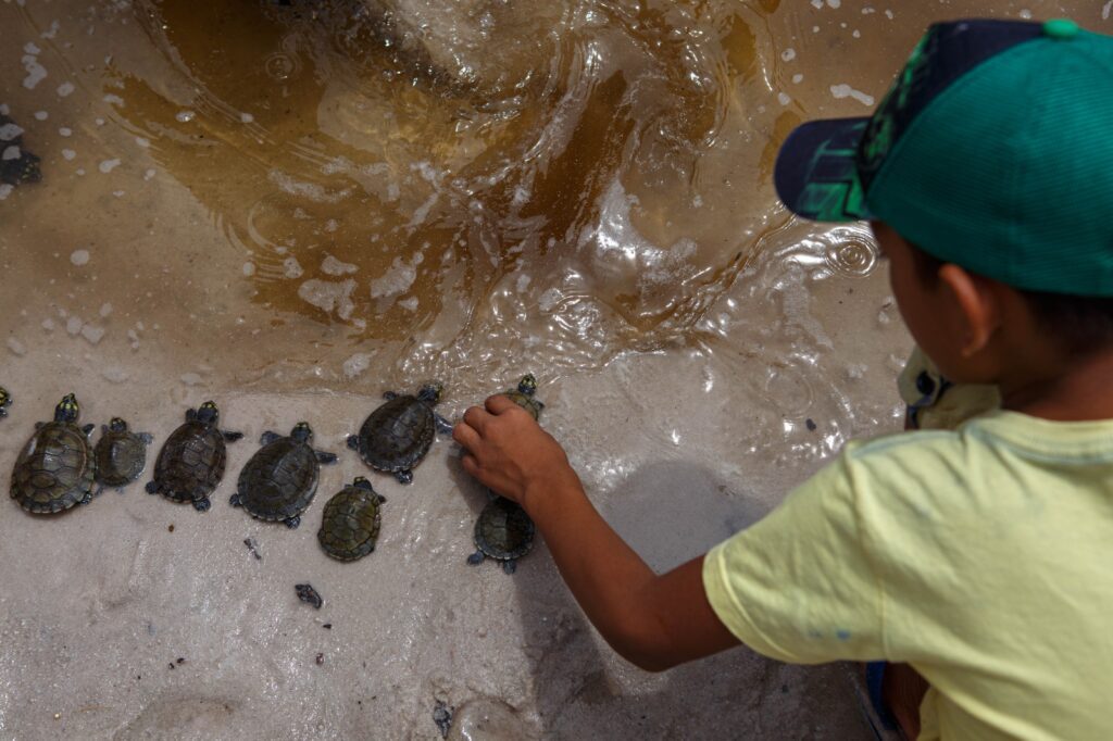 Mais de 25 mil filhotes de quelônios são devolvidos à natureza na RDS do Uatumã 5 Sema 04 22a Soltura de Quelonios da RDS do Uatuma Foto Lucas Silva Amazonastur 1024x682 1