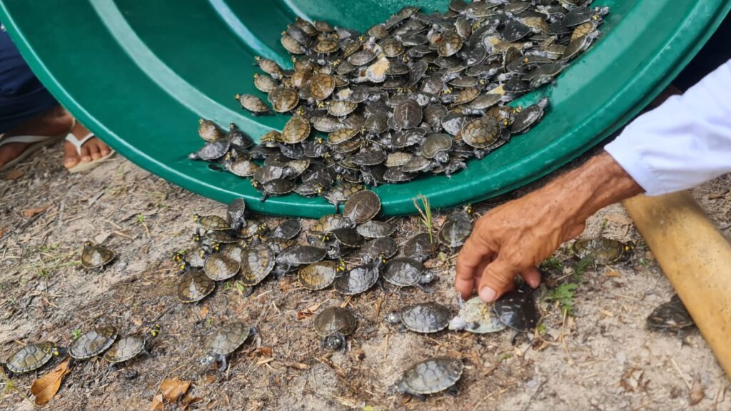 Em sua primeira soltura, RDS Juma devolve 604 filhotes de quelônios à natureza 2 Sema SOLTURA DE QUELONIOS JUMA 3 1024x576 1