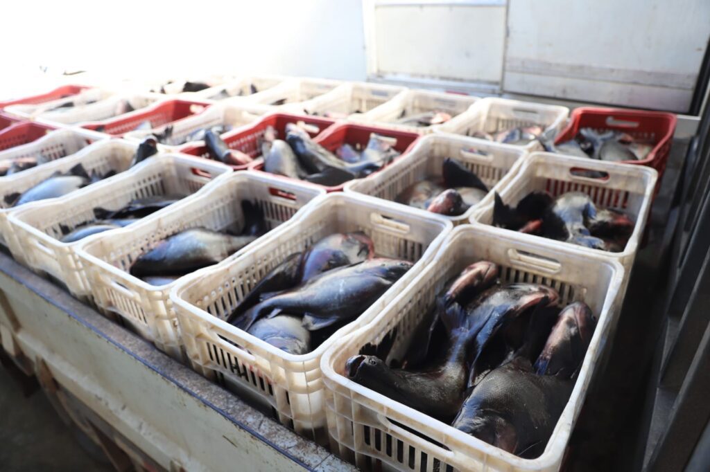 Sepror acompanha a despesca de aproximadamente 60 toneladas de peixes a serem destinados para a ADS em Itacoatiara 3 Despesca Itacoatiara Emerson Martins Sepror 1 1024x682 1
