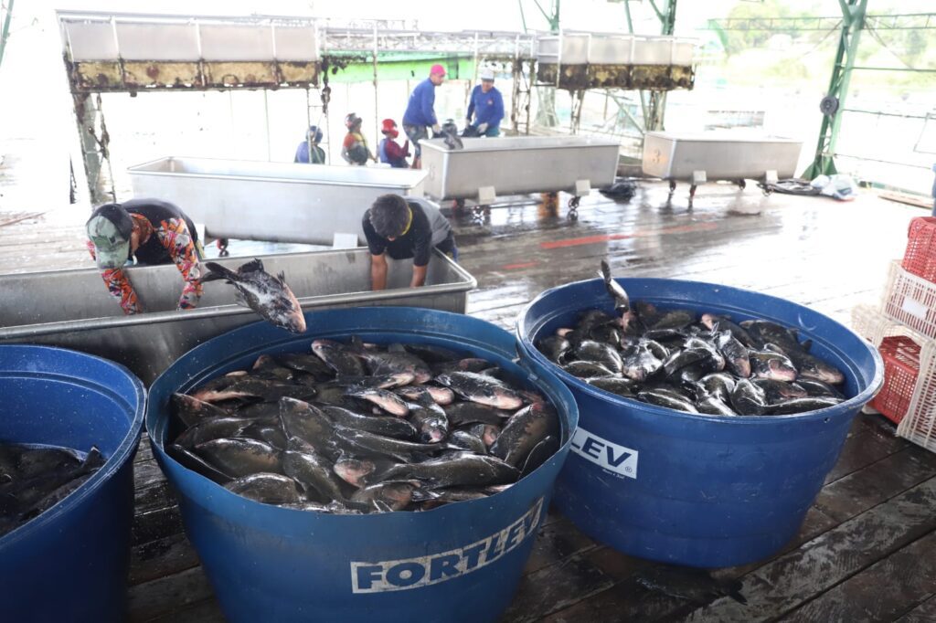 Sepror acompanha a despesca de aproximadamente 60 toneladas de peixes a serem destinados para a ADS em Itacoatiara 5 Despesca Itacoatiara Emerson Martins Sepror 2 1024x682 1