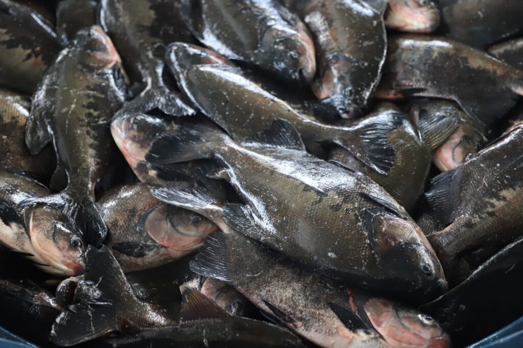 Sepror acompanha a despesca de aproximadamente 60 toneladas de peixes a serem destinados para a ADS em Itacoatiara 2 Despesca Itacoatiara Emerson Martins Sepror 3 1024x682 1