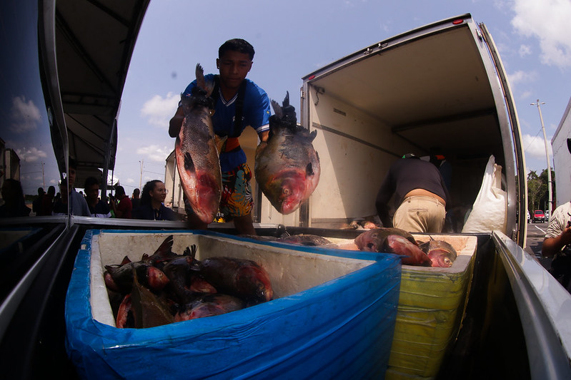 “Esse apoio vai beneficiar as famílias em vulnerabilidade social”, diz representante de instituição beneficiada com doação de pescado 2 Doacao de pescado foto Arthus Castro. 2 1