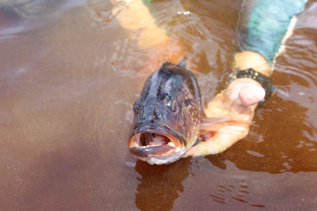 Pesquisa apoiada pelo Governo do Amazonas analisa adaptação de peixe ao ecossistema aquático de Balbina 3 FAPEAM FOTO ACERVO SECOM 3 1024x683 1