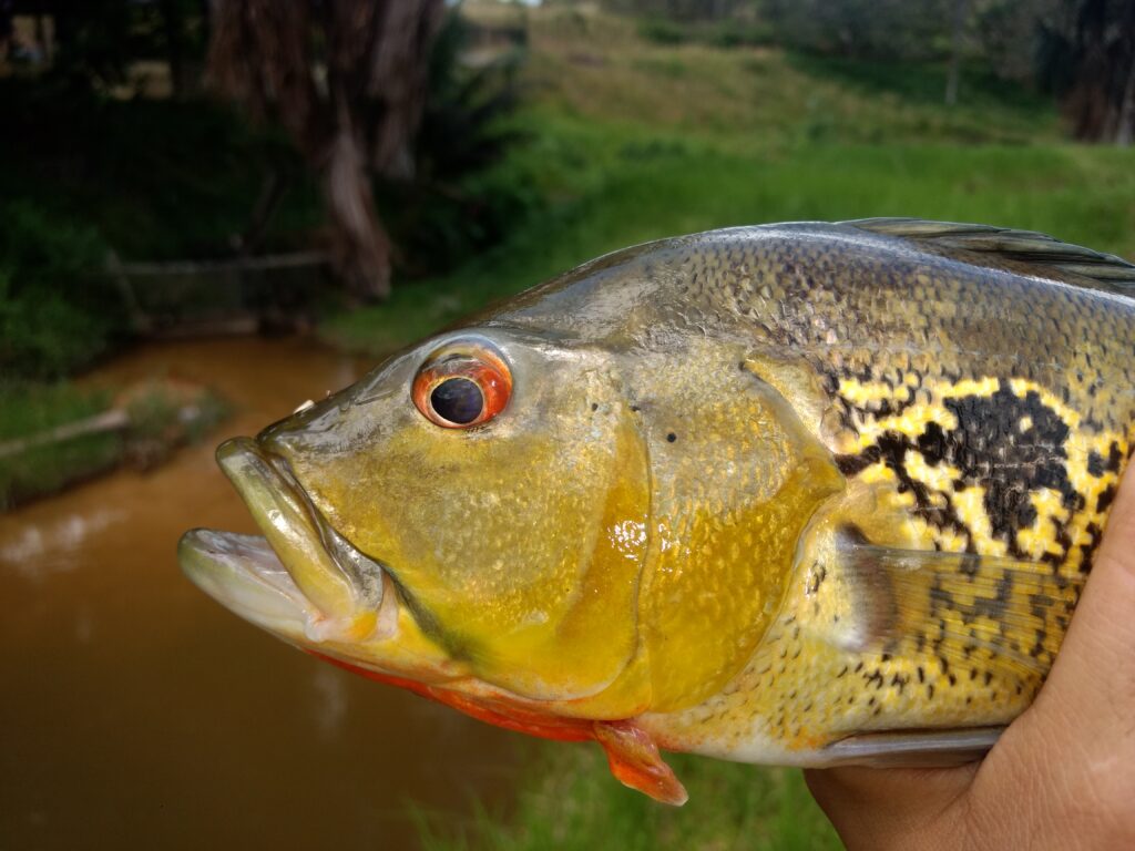Pesquisa apoiada pelo Governo do Amazonas analisa adaptação de peixe ao ecossistema aquático de Balbina 4 FAPEAM FOTO ACERVO SECOM 4 1024x768 1