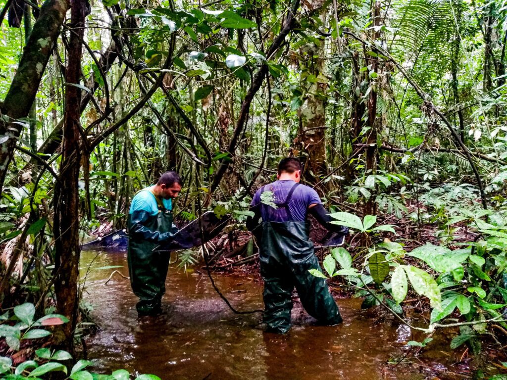 Dia da Água: pesquisas apoiadas pelo Governo do Amazonas analisam qualidade da água e de ambientes aquáticos 3 FAPEAM Pesquisa analisa saude de peixes e tartarugas em ambientes aquaticos da Amazonia Fotos Lidia Aguiar da Silva 1024x768 1