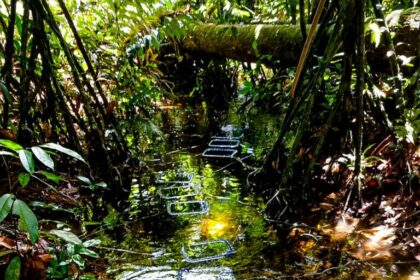 FAPEAM Pesquisa analisa saude de peixes e tartarugas em ambientes aquaticos da Amazonia Fotos Lidia Aguiar da Silva 2 768x1024 1
