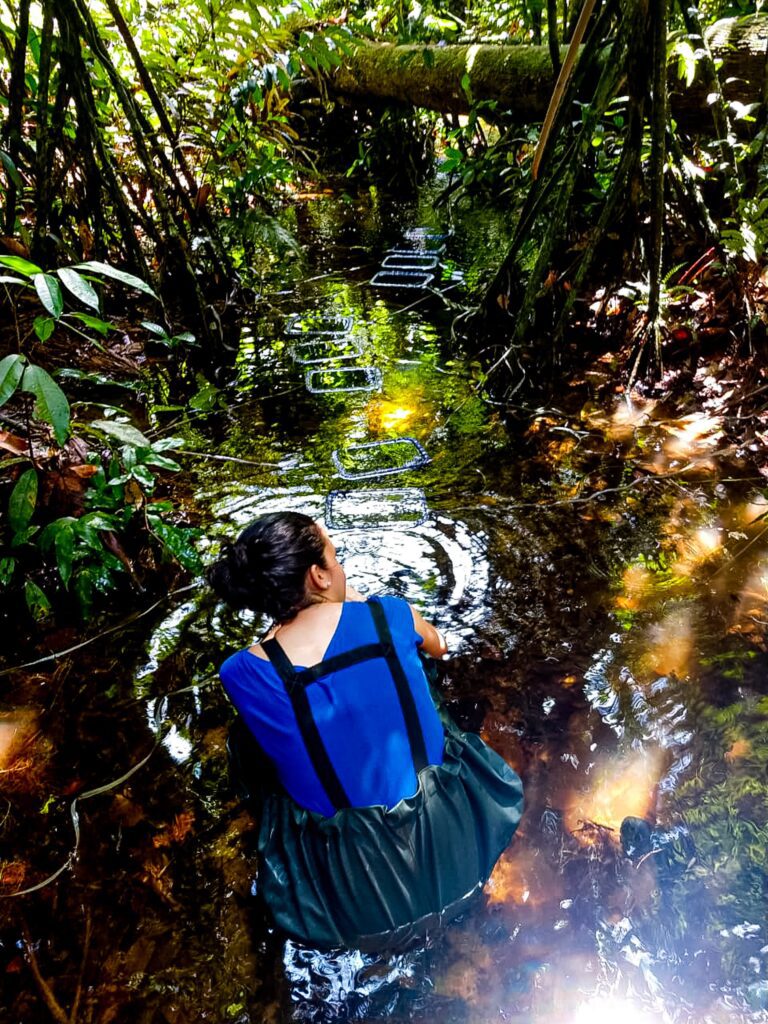 Dia da Água: pesquisas apoiadas pelo Governo do Amazonas analisam qualidade da água e de ambientes aquáticos 2 FAPEAM Pesquisa analisa saude de peixes e tartarugas em ambientes aquaticos da Amazonia Fotos Lidia Aguiar da Silva 2 768x1024 1