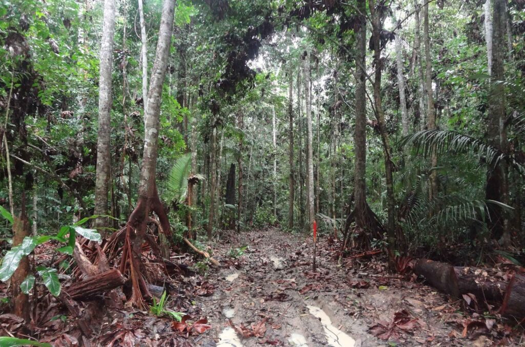 Pesquisa apoiada pelo Governo do Amazonas analisa a importância e os impactos do manejo florestal sustentável 3 FAPEAM Manejo florestal sustentavel FOTO Cintia Rodrigues 1 1024x678 1