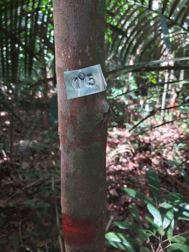 Pesquisa apoiada pelo Governo do Amazonas analisa a importância e os impactos do manejo florestal sustentável 4 FAPEAM Manejo florestal sustentavel FOTO Cintia Rodrigues 2 768x1024 1