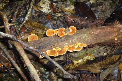 FAPEAM Manejo florestal sustentavel FOTO Cintia Rodrigues 3 1024x682 1