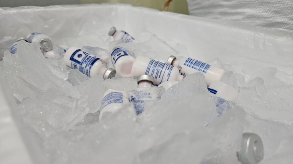 Idam envia primeira remessa de vacinas contra febre aftosa a seis municípios amazonenses 4 Idam Distribuicao de vacinas contra febre aftosa Fotos Divulgacao 3 1024x576 1