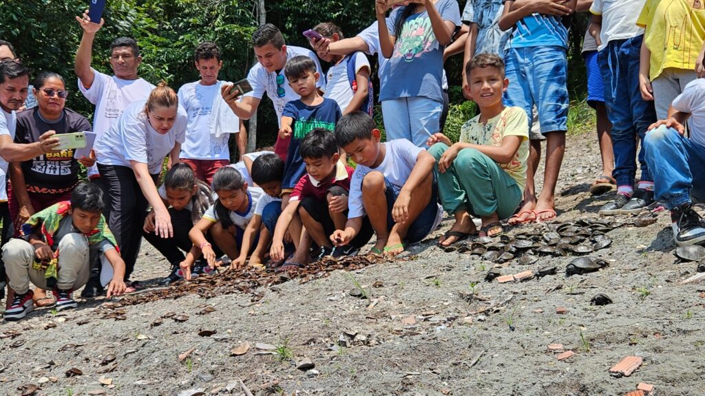 Mais de 1,1 mil quelônios são soltos por comunitários na RDS Puranga Conquista 5 SOLTURA QUELONIOS PURANGA CONQUISTA FOTO NOIR MIRANDA 2 1024x576 1