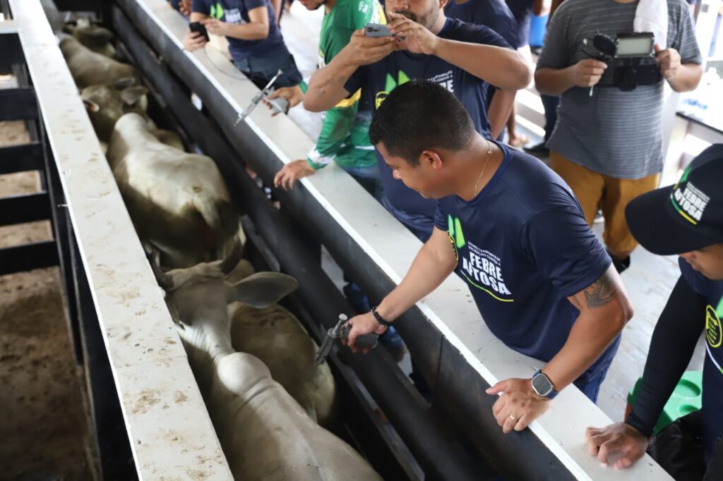 Amazonas livre sem febre aftosa: pecuaristas destacam a importância da vacinação em rebanhos bovinos e bubalinos 2 Sepror Amazonas sem Aftosa foto Emerson Martins 1 1024x682 1