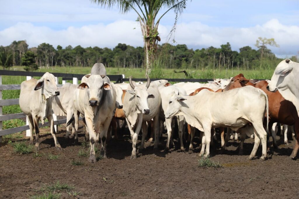 Amazonas livre sem febre aftosa: pecuaristas destacam a importância da vacinação em rebanhos bovinos e bubalinos 4 Sepror Amazonas sem Aftosa foto Emerson Martins 2 1024x682 1
