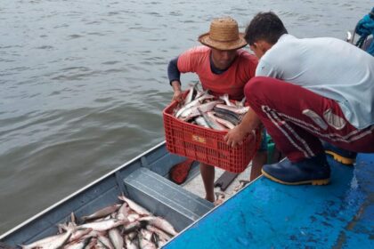 Sepror Pesca Mapara 1 1024x768 1