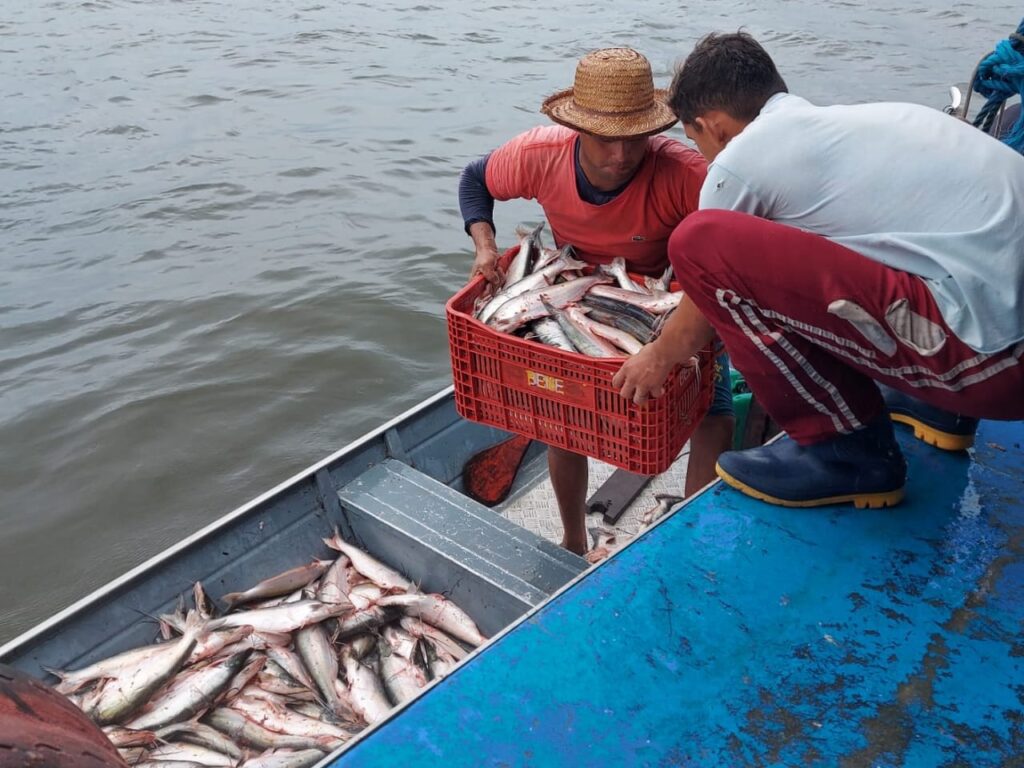 Governo do Amazonas apoia retomada da pesca do mapará em Careiro da Várzea com previsão de gerar mais de R$ 1 milhão em recursos 2 Sepror Pesca Mapara 1 1024x768 1