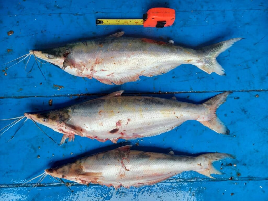 Governo do Amazonas apoia retomada da pesca do mapará em Careiro da Várzea com previsão de gerar mais de R$ 1 milhão em recursos 3 Sepror Pesca Mapara 2 1024x768 1