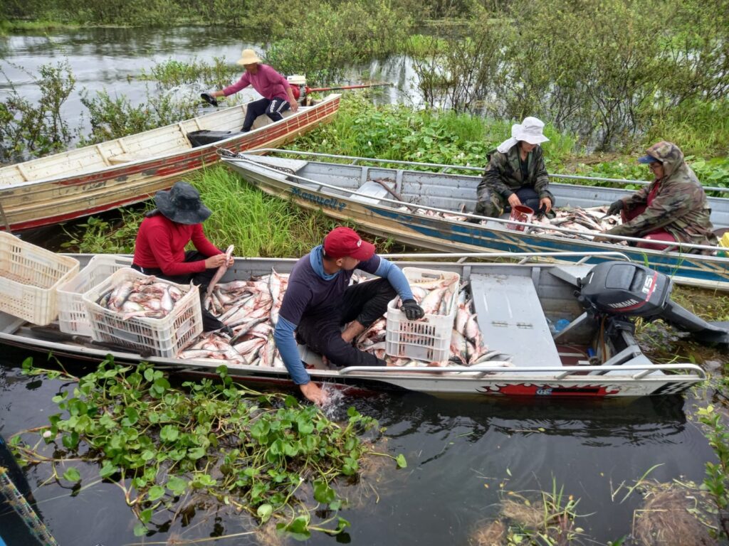 Governo do Amazonas apoia retomada da pesca do mapará em Careiro da Várzea com previsão de gerar mais de R$ 1 milhão em recursos 5 Sepror Pesca Mapara 4 1024x768 1