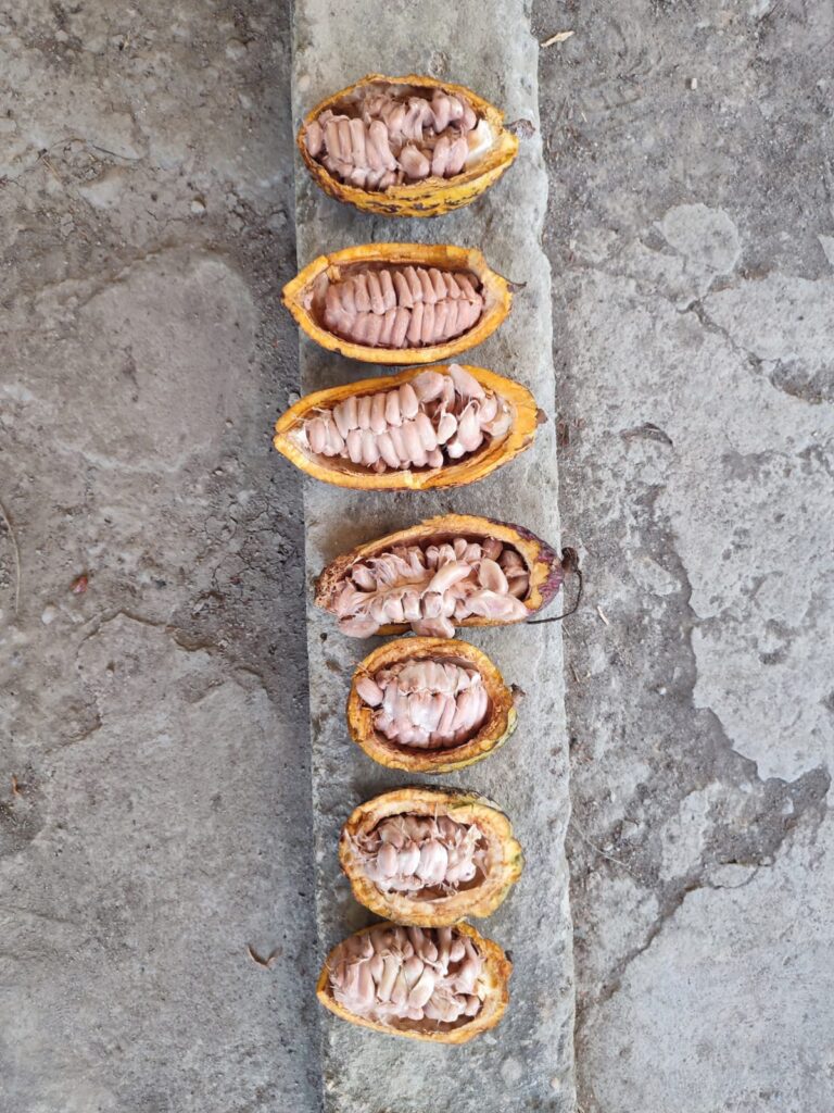 Para elevar produção de cacau no Amazonas, Idam vai distribuir 400 mil sementes da fruta 5 Idam vai distribuir 400 mil sementes1 Foto Divulgacao Idam 768x1024 1