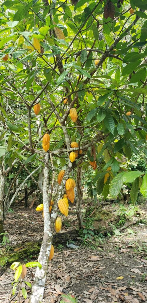 Para elevar produção de cacau no Amazonas, Idam vai distribuir 400 mil sementes da fruta 2 Idam vai distribuir 400 mil sementes2 Foto Divulgacao Idam 498x1024 1