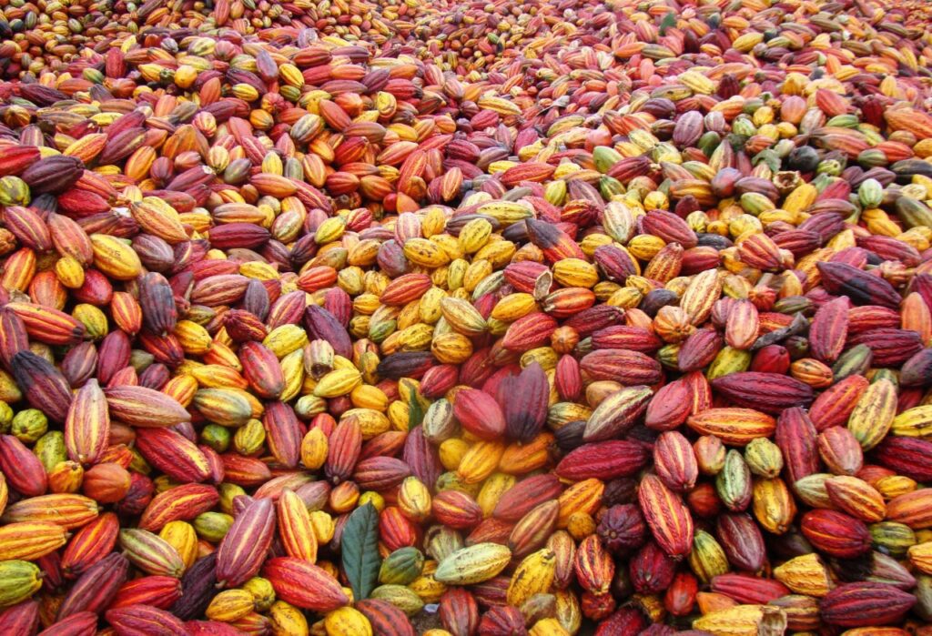 Para elevar produção de cacau no Amazonas, Idam vai distribuir 400 mil sementes da fruta 3 Idam vai distribuir 400 mil sementes4 Foto Divulgacao Idam 1024x699 1
