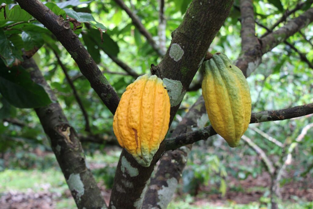 Para elevar produção de cacau no Amazonas, Idam vai distribuir 400 mil sementes da fruta 4 Idam vai distribuir 400 mil sementes Foto Divulgacao Idam 1024x683 1