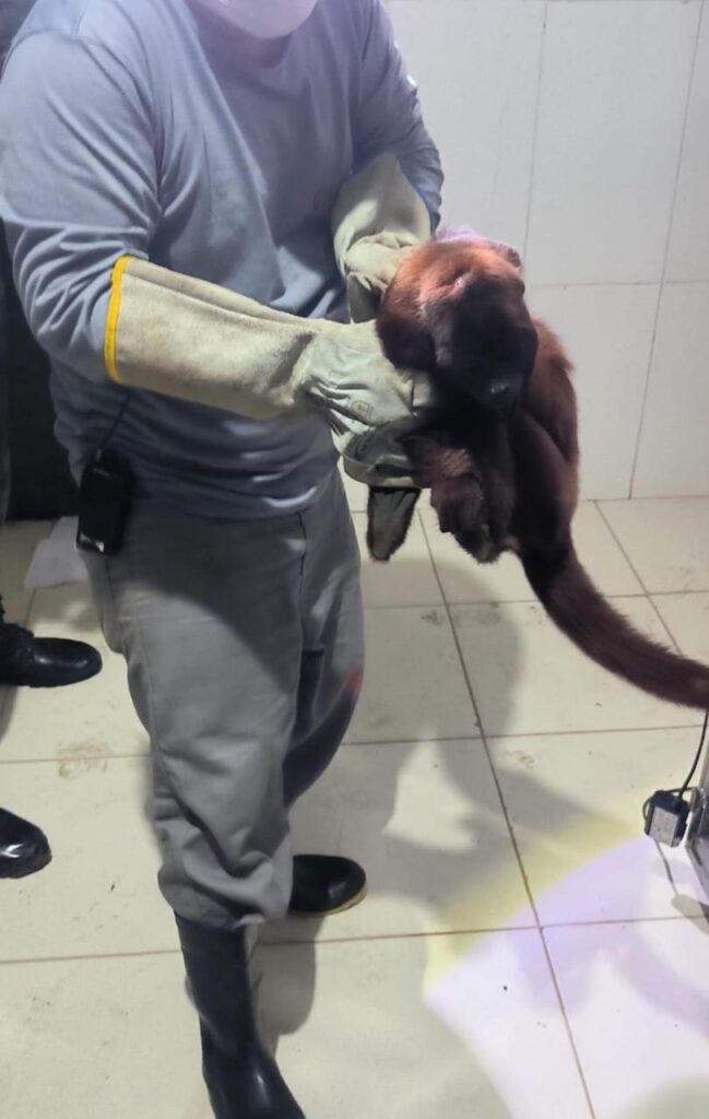 Polícia Militar do Amazonas resgata macaco, peixes ornamentais e recupera embarcação 3 RESGATE DE ANIMAL SILVESTRE BPAMB 649x1024 1
