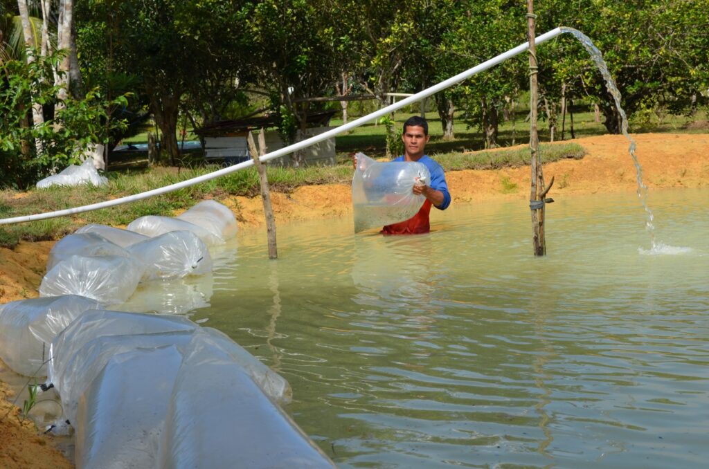 Governo do Amazonas beneficia 622 piscicultores de 18 municípios com pós-larvas e alevinos de tambaqui 5 Sepa Sepror Piscicultura foto Isaac Maia 1 1024x678 1