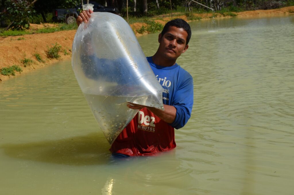 Governo do Amazonas beneficia 622 piscicultores de 18 municípios com pós-larvas e alevinos de tambaqui 2 Sepa Sepror Piscicultura foto Isaac Maia 2 1024x678 1